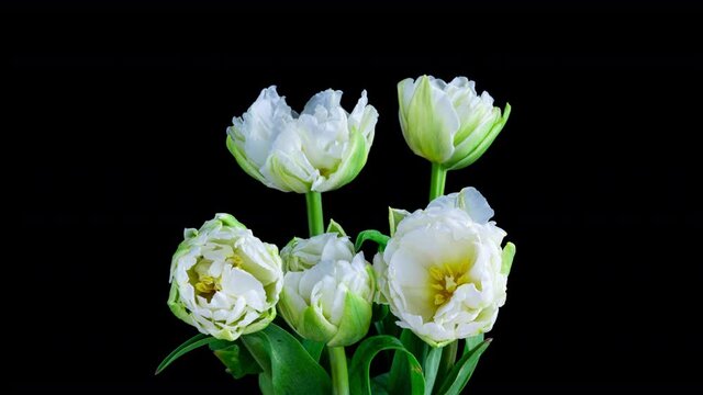 Time-lapse bouquet of white tulips on a black background. Festive bouquet. 4K video