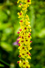 close-up of a yellow flowers of blossoming black mullein (Verbascum nigrum)