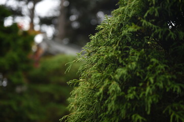 moss on tree