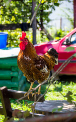 the red cock sitting on the top of the fence