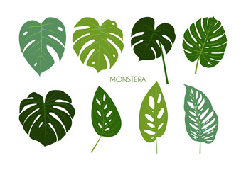 Set of isolated tropical Monstera leaves on white background. Universal trending green leaf templates for postcard design, invitations, banners, web design. Stock vector illustration in flat style.