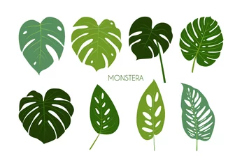 Fotobehang Tropische bladeren Verzameling van geïsoleerde tropische Monstera bladeren op witte achtergrond. Universele trending groene bladsjablonen voor briefkaartontwerp, uitnodigingen, banners, webdesign. Voorraad vectorillustratie in vlakke stijl.