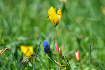 yellow flowers