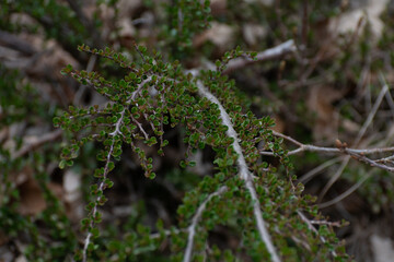 Plante en forêt