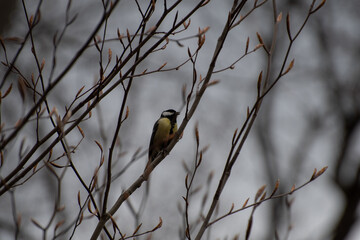 Mésange charbonnière 1 (Parus major)
