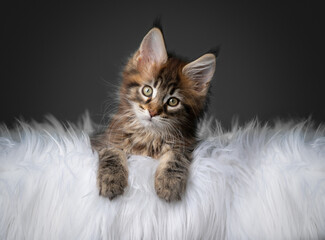 cute tabby maine coon kitten resting on comfortable white fur looking at camera tilting head with...