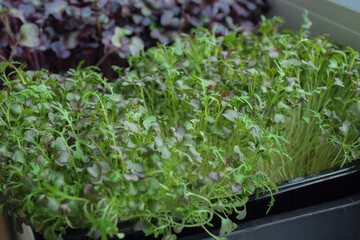 Germination of micro greens from vegetable seeds at home. Baby sprouts of microgreen mizuna in a plastic black container. Healthy and wholesome food. Microgreens for decorating ready-made meals