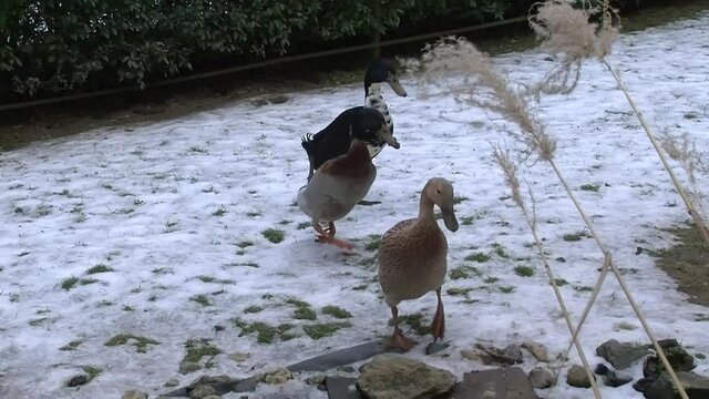 Quakende Laufenten watscheln im Schnee (Originalton)