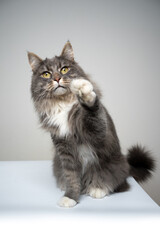 studio shot of a blue tabby gray white maine coon cat raising paw reaching for camera