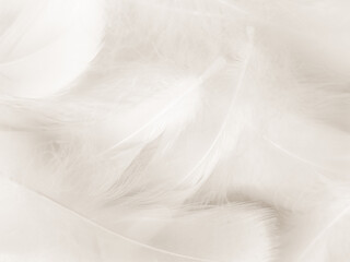 Obraz premium Beautiful abstract black feathers on white background and soft white feather texture on white texture pattern, dark theme wallpaper, gray feather background, gray banners, white gradient