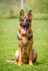 A German shepherd dog is standing on the grassland.