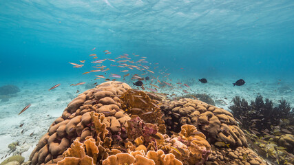 Seascape with fish, coral and sponge in coral reef of Caribbean Sea, Curacao