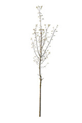 A blooming peach tree with pink flowers in spring, isolated tree on white background