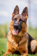 A German shepherd dog is standing on the grassland.