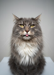 studio shot of a blue tabby gray white maine coon cat being naughty sticking out tongue looking at camera