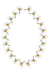 A frame of daisy flowers on a white background, the A4 format is vertical.
