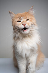 studio shot of a cream colored ginger white maine coon cat looking at camera mking funny face