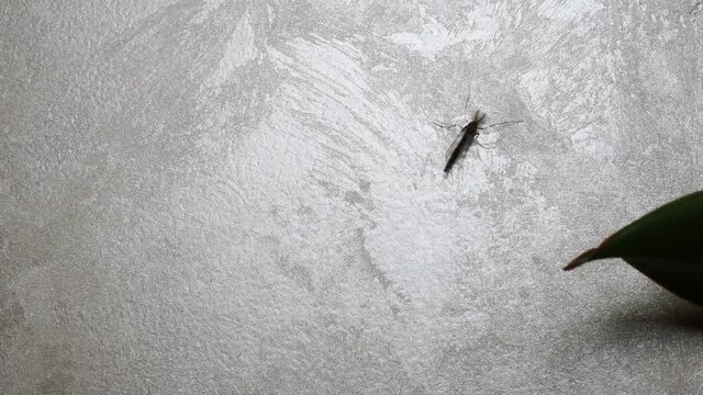 The mutant mosquito is crawling along the wall, the mosquito is huge. Winged insect