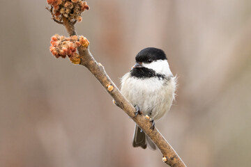 Black capped chickadee perched on sumac tree