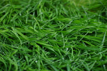 wet fresh green grass closeup in spring day