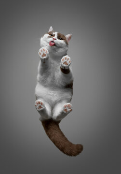 underview of a white cinnamon colored british shorthair cat standing on invisible glass pane sticking out tongue with copy space