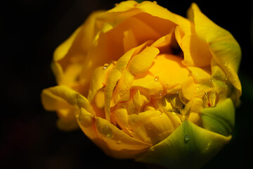 Tulpe, tulip,gelb,yellow,Blume,flowe
