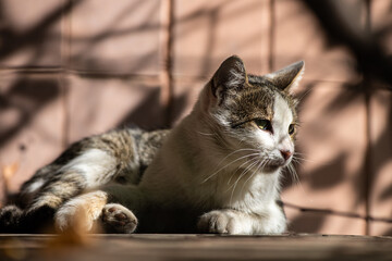 Obraz premium Nice cat sitting on the grass at sun day nature pets