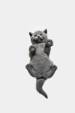 bottom up view or underview of small british shorthair kitten sitting on invisible glass pane with copy space looking down curiously