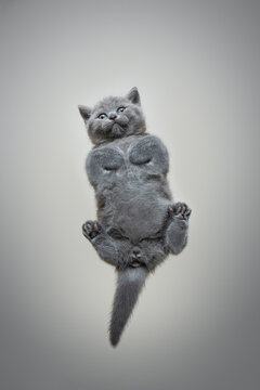 bottom up view or underview of small british shorthair kitten lying on invisible glass pane with copy space looking down curiously