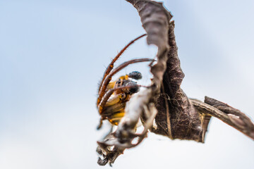 Macro photo of a small spider lurking on a dry leaf.