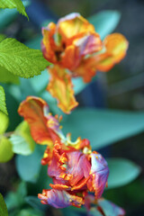 Tulpe,tulip,Papagei Tulpe,parrot tulip,colorful,farbenfroh,regenbogen,rainbow