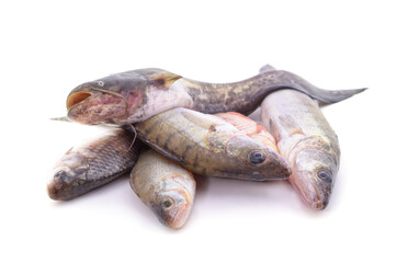 Fototapeta premium Lots of different fish.
