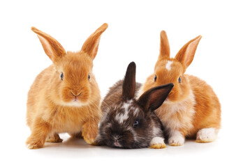 Three little rabbits.