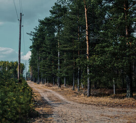 road in the woods