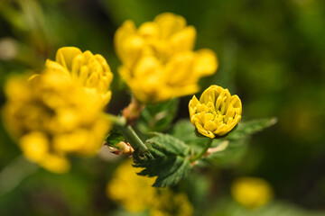 Yellow flowers macro
