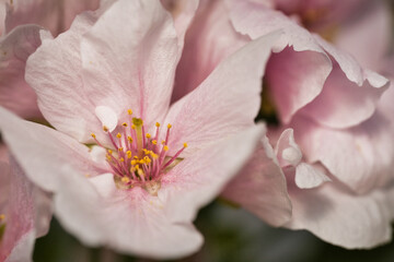Fototapeta na wymiar Pink flowers macro