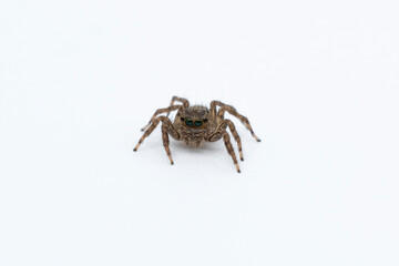 House spider close up view