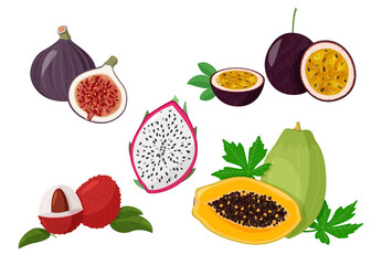 Set of tropical fruits isolated on white background. Fresh exotic natural meal vector illustration.