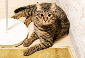 Portrait of a beautiful tabby mongrel cat with tassels on the ears. The big cat is lying on the floor. Looking into the camera. Pets from the shelter.