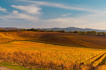 Naklejka premium Chianti colors in autumn wine area of Tuscany in Italy