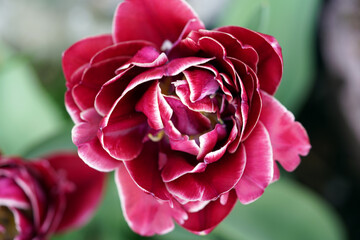 Tulpe,Tulpen,tulip,tulips,Blumen,flowers