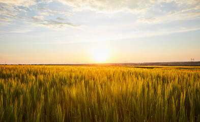 Fototapeta na wymiar Beautiful landscape with field of ripe rye and blue summer sky