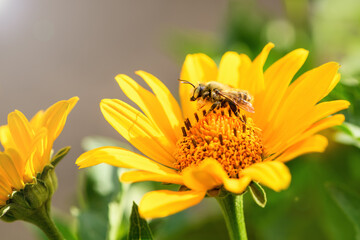 Bee and flower. Close up of a large striped bee collecting pollen on a yellow flower on a Sunny bright day. Summer and spring backgrounds.