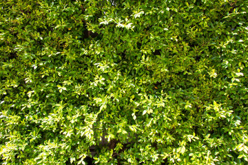 Fototapeta na wymiar background of grass,green plant leaf
