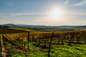 Fototapeta na wymiar Chianti colors in autumn wine area of Tuscany in Italy