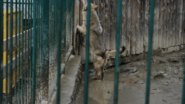 Gray wolf locked in a cage