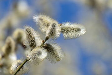 twig of blossoming pussy-willow on a background of blue sky