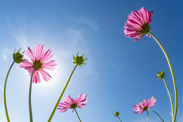 Zinnias seen from below against a blue sky