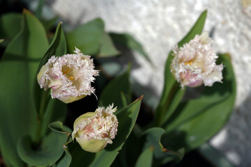 Tulpe,tulip,Blune,flower