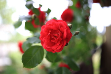 beautiful rosebuds bloom in our garden and are pleasing to the eye